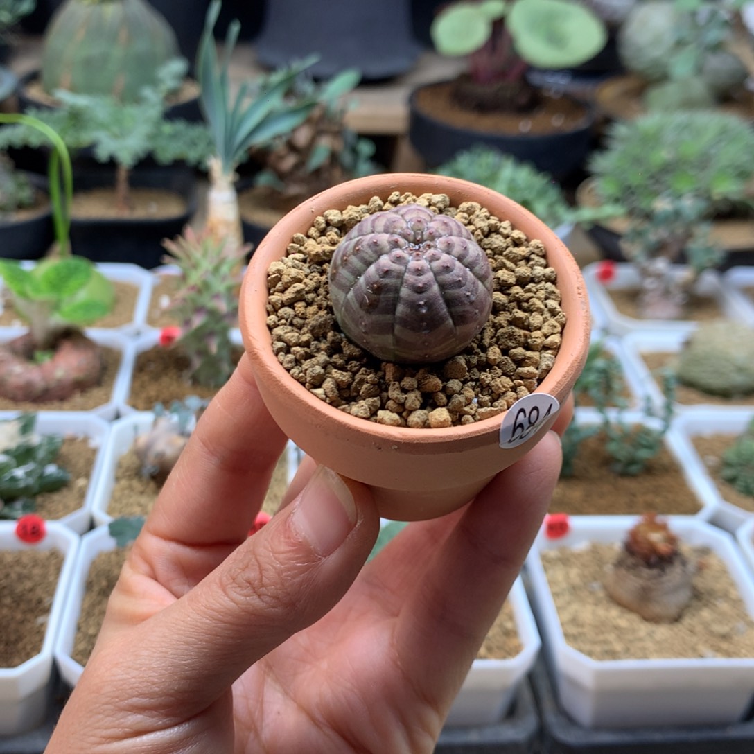 优选小欧系布纹球带盆