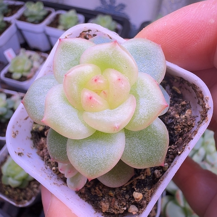 青团珍妮开播福利