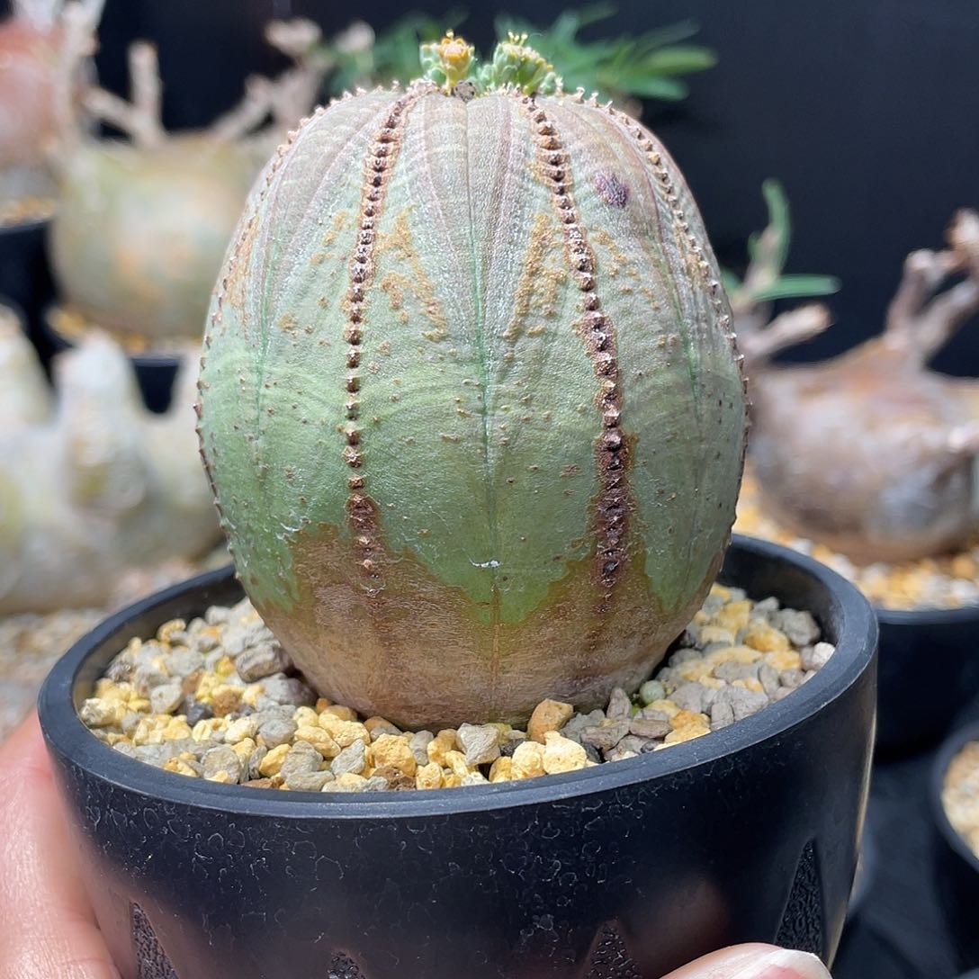 欧系布纹球带盆发货