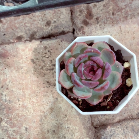 蓝莓。            