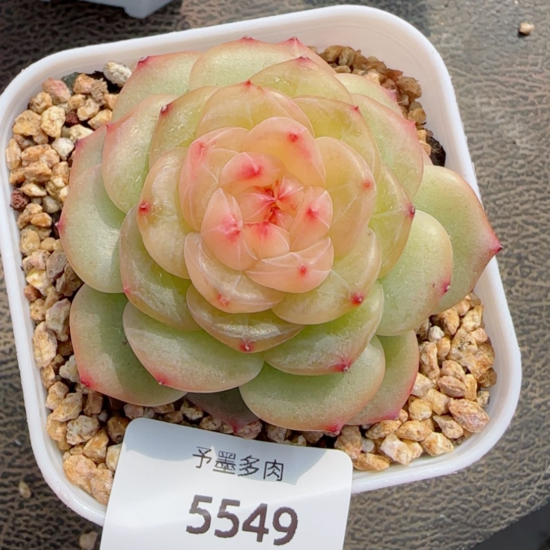 孤品珍妮，5549多肉植物