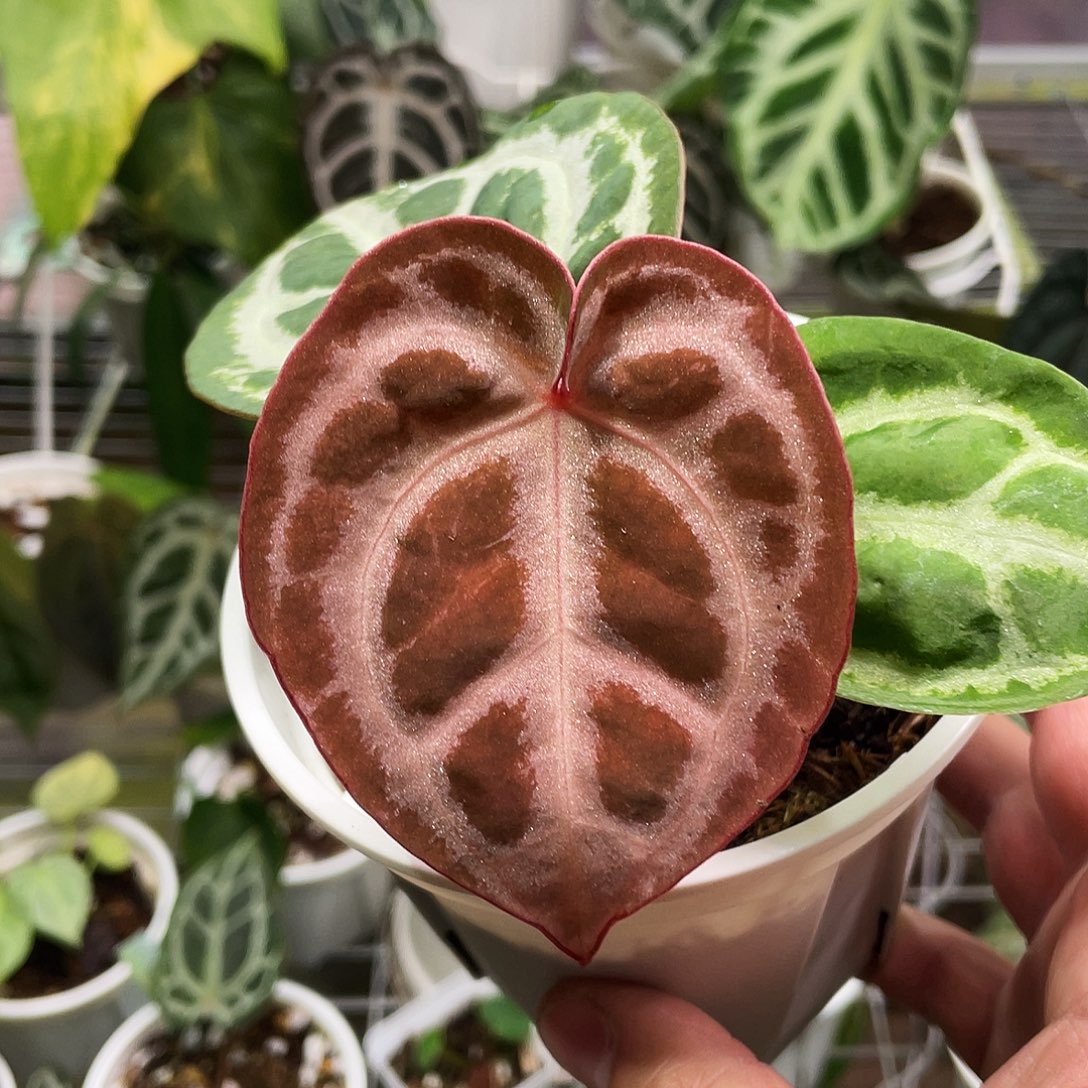 完全开放梦想家11