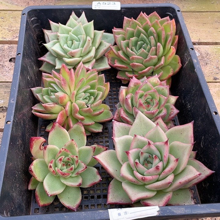 若如东云筐拍A523