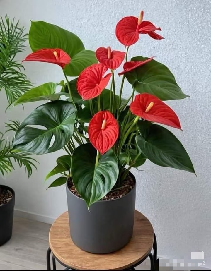 红掌盆栽带花室内家居绿植鸿运当头四季开花