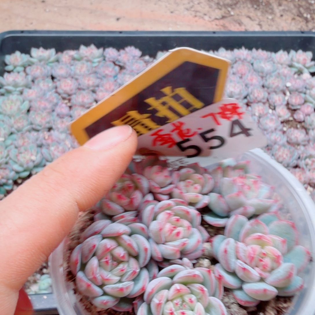 多肉植物多肉植物