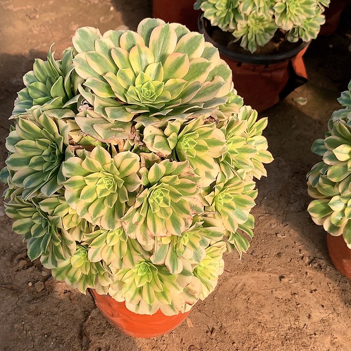 多肉植物金丝翡翠8号