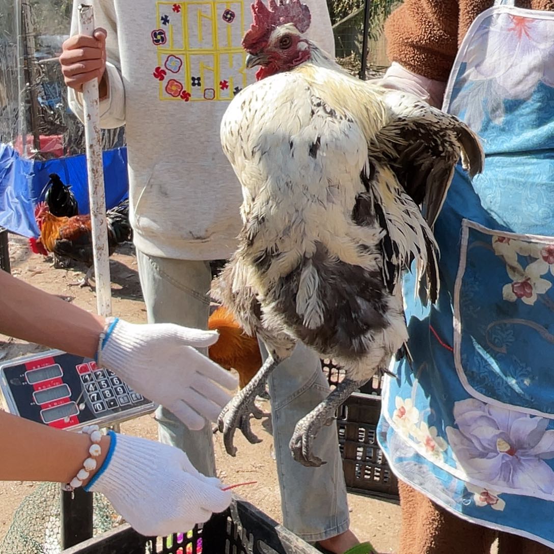 211111111中国大陆包装287号