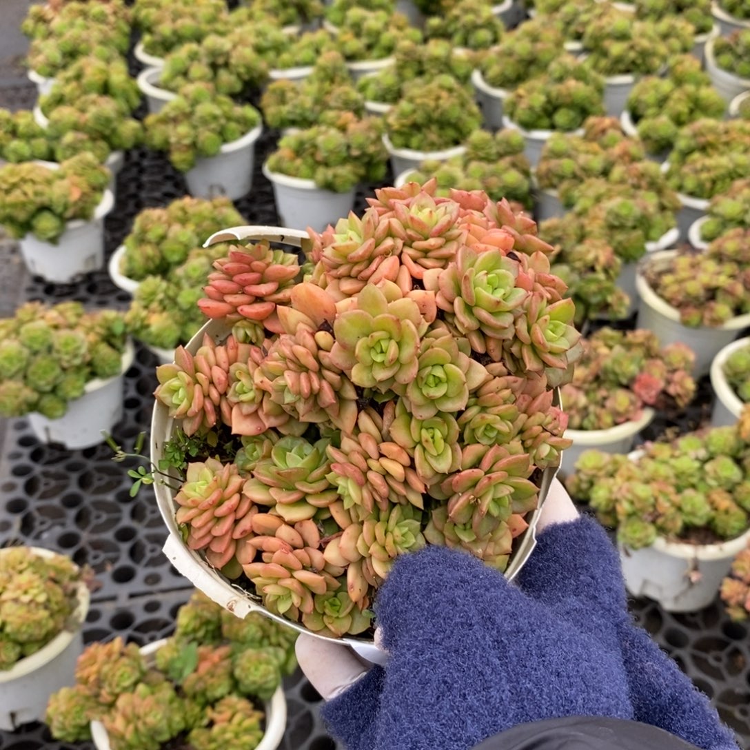 4112黄金蜡牡丹一物一拍