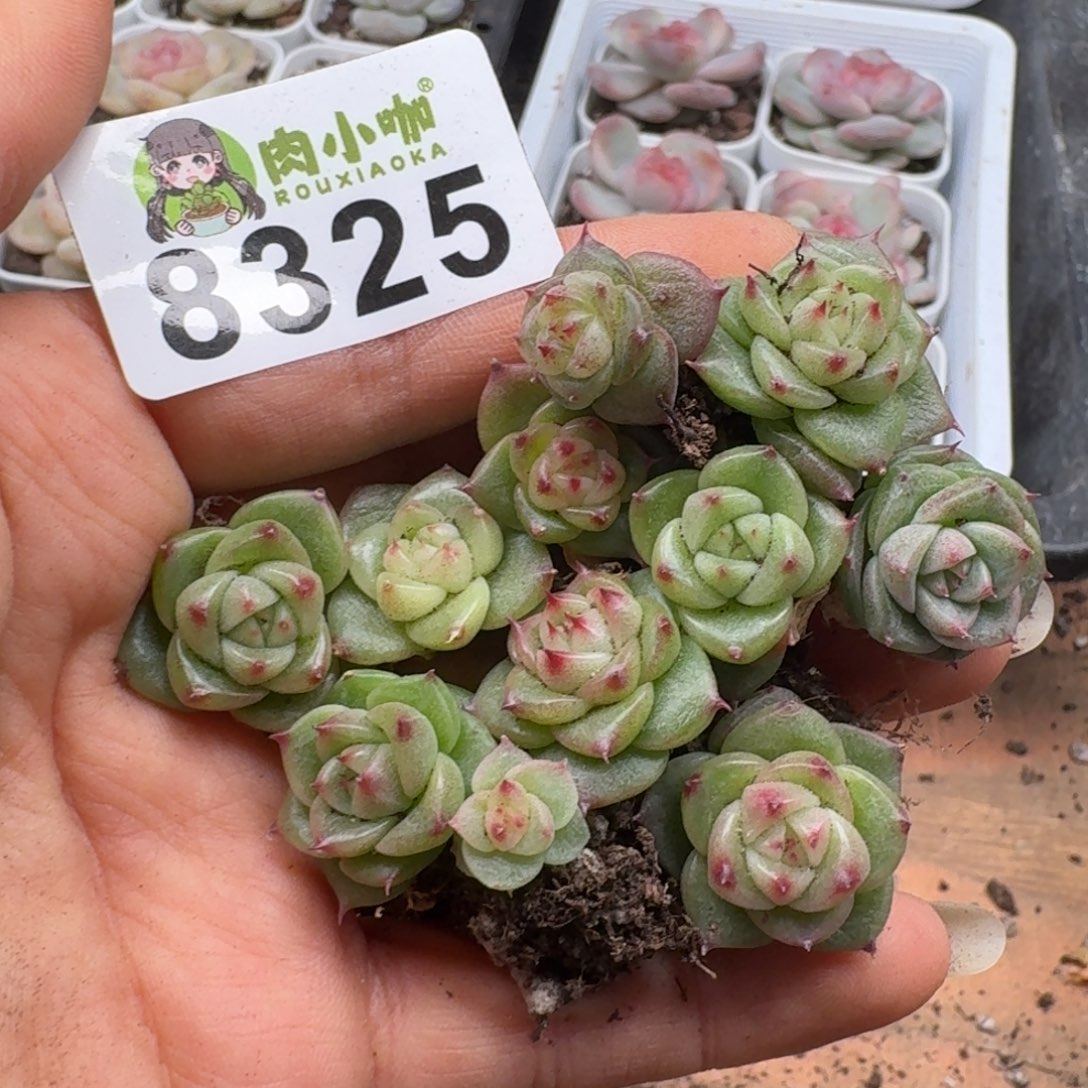枫***站多肉植物多肉植物