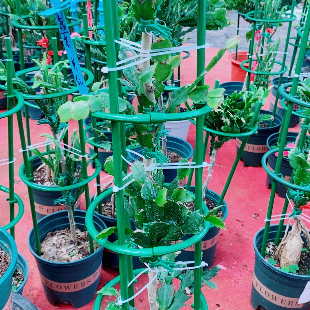 渝***）无花朵福利款四层