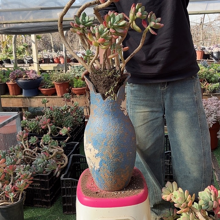 小***王一物一拍子肉植物清新美人8号