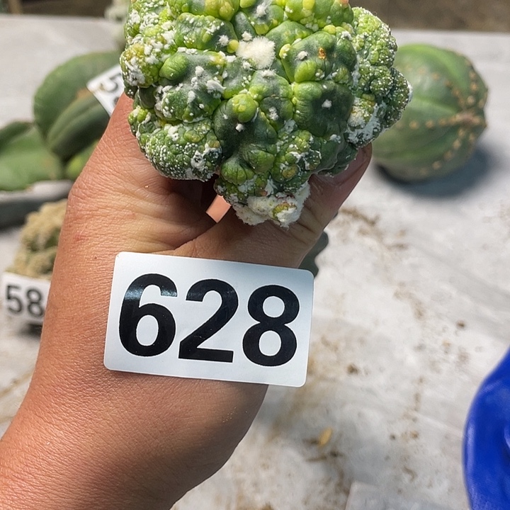 完全开放628悟空豆锦
