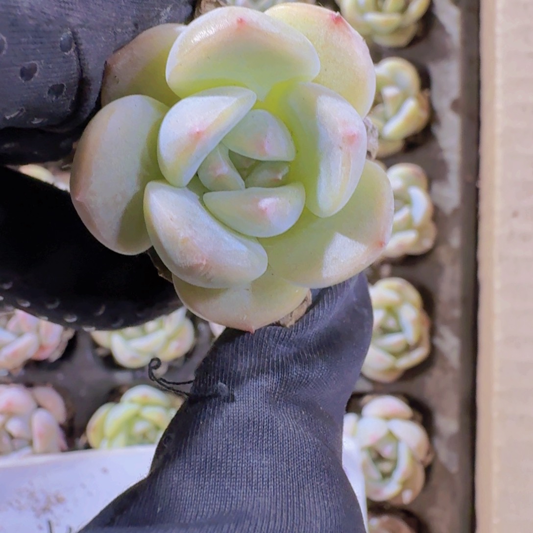 精品梦影两米三颗