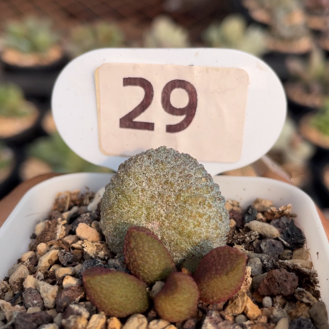 小****ღ       黄金果。