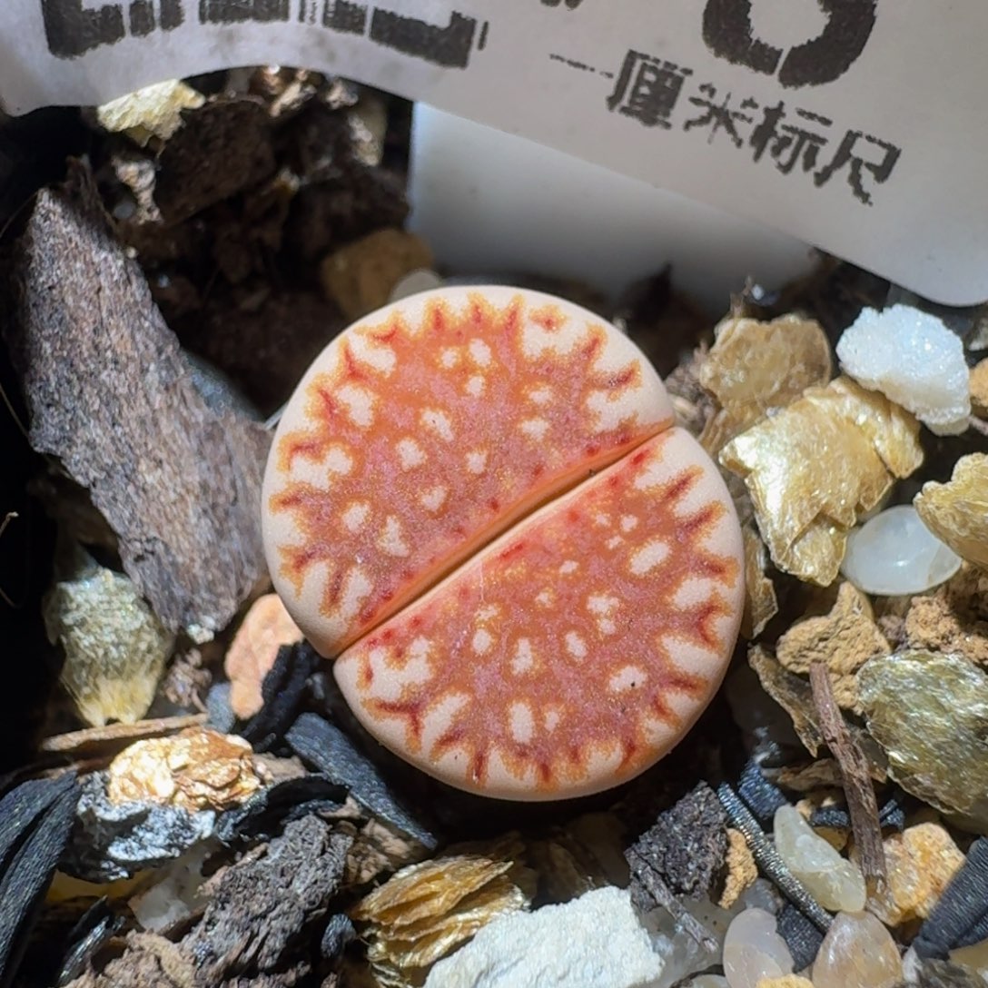 zzzz生石花肉锥1378