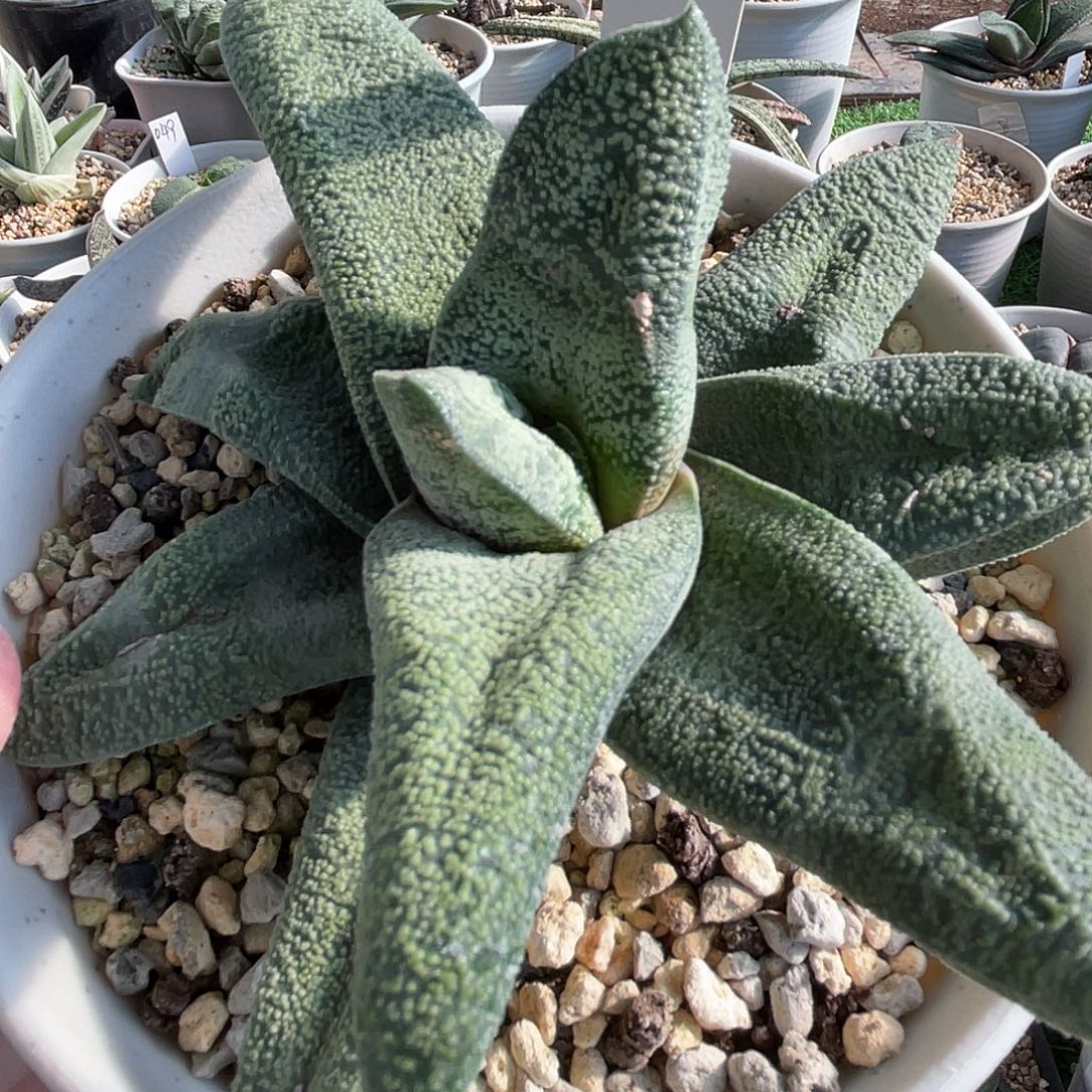 71脱土发货11111111