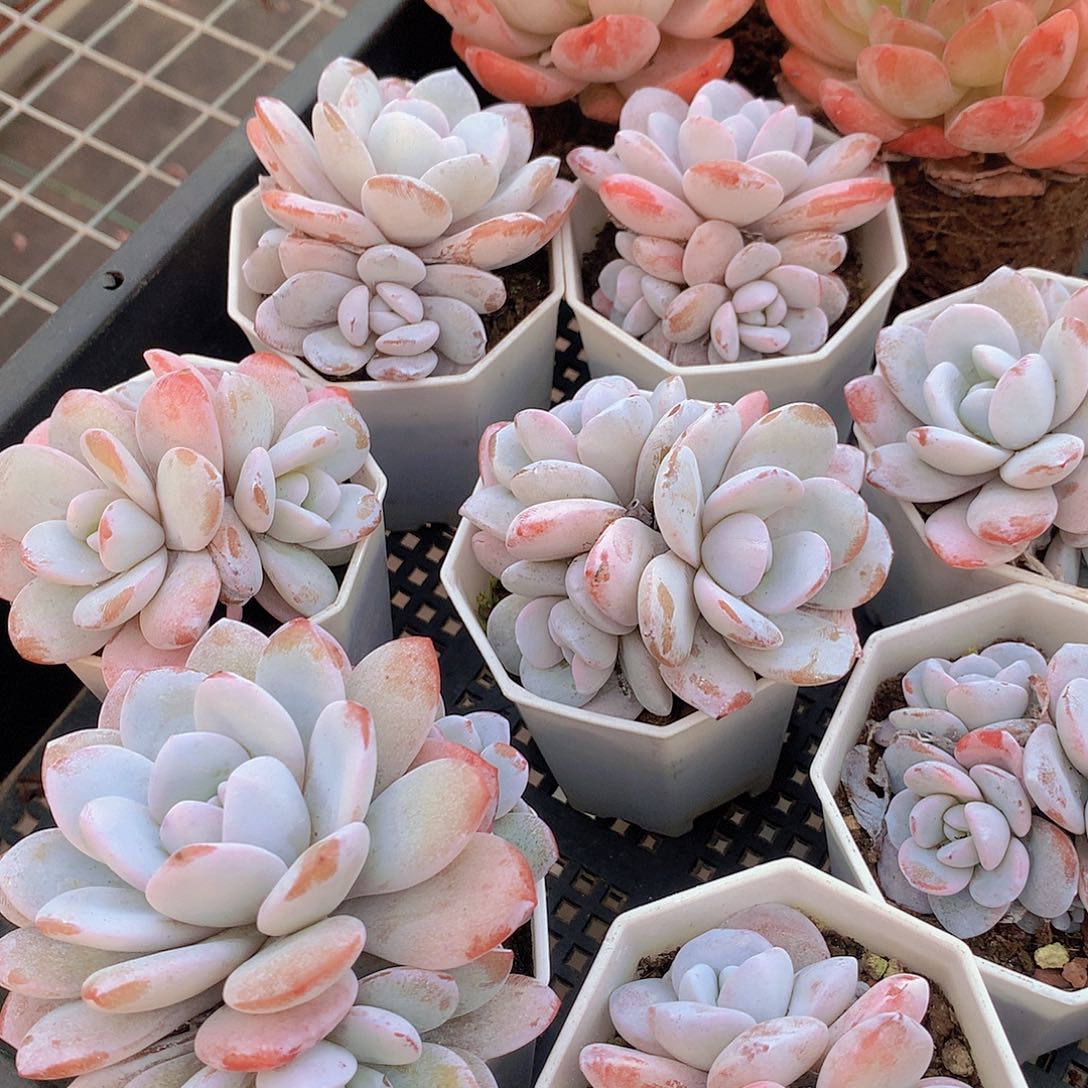 多头雪莲345678890000000