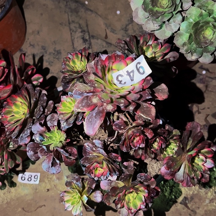 943粉钻多肉植物处理不售后