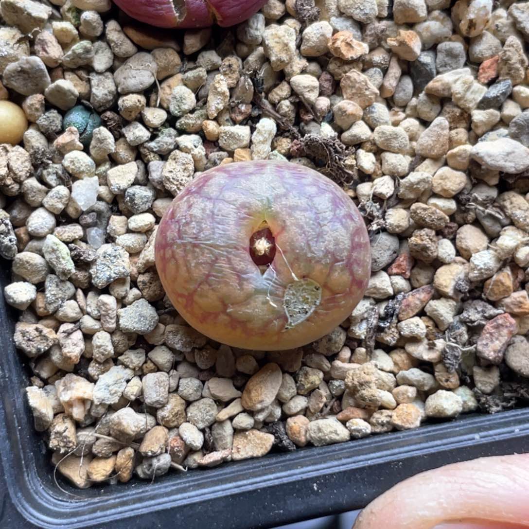 单头优选杂交一棵伤特