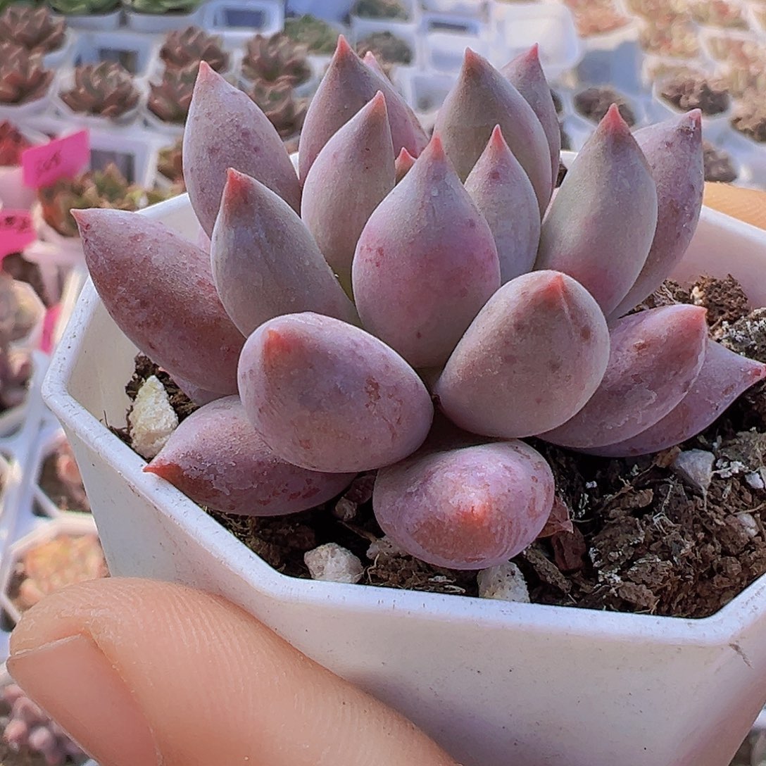 钩叶所罗门19包邮多肉