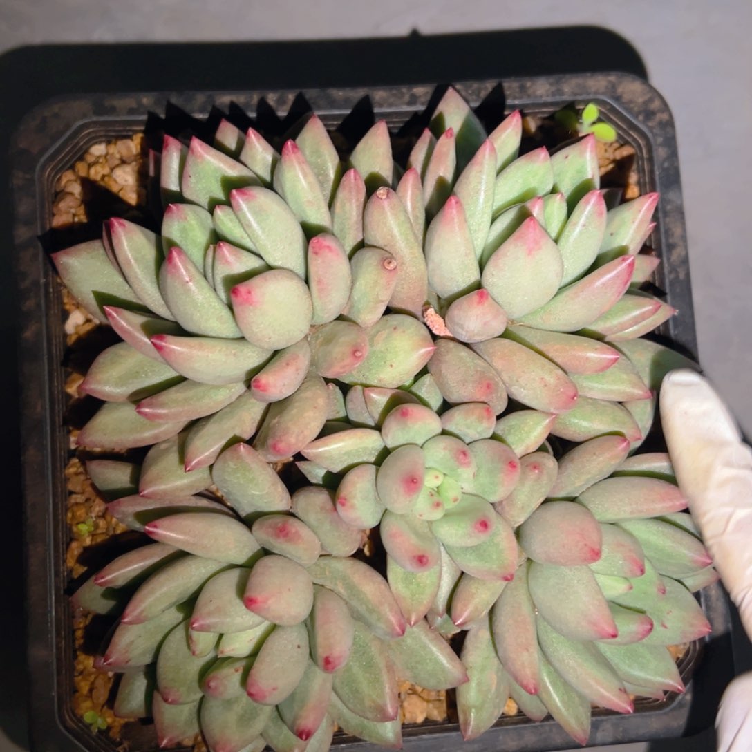 一杯1-7米其林1111