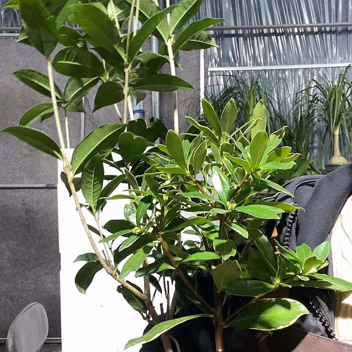 完全开放桂花，瑞香，冻坏不赔19的