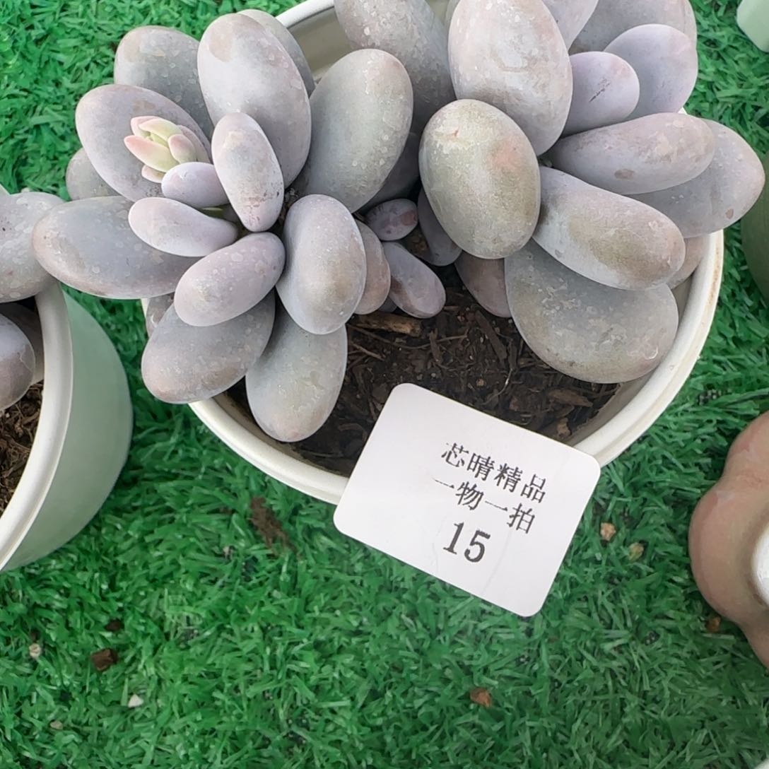 0*.闪购精品多肉15号