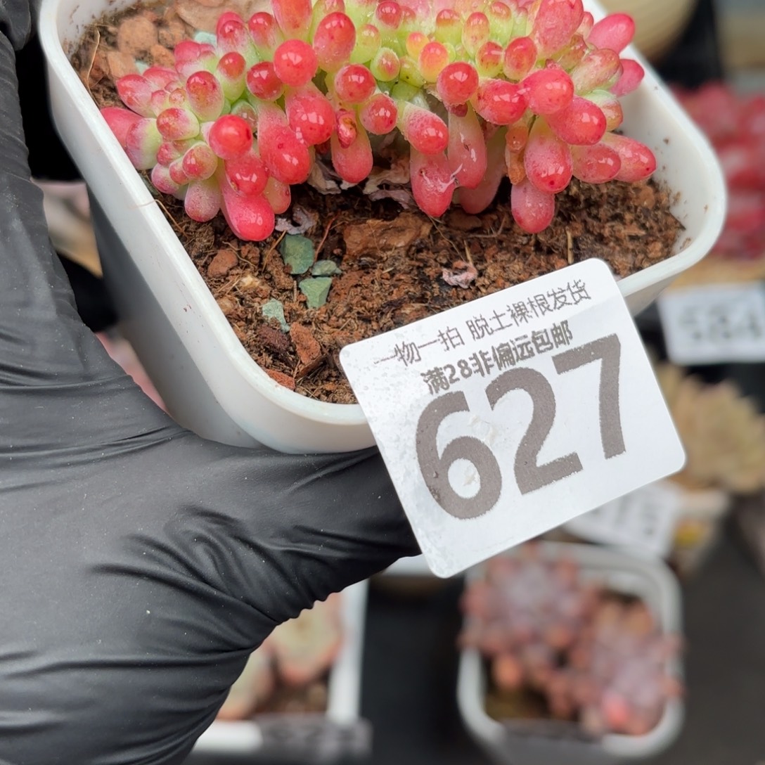 果冻乙女心缀无盆土发货