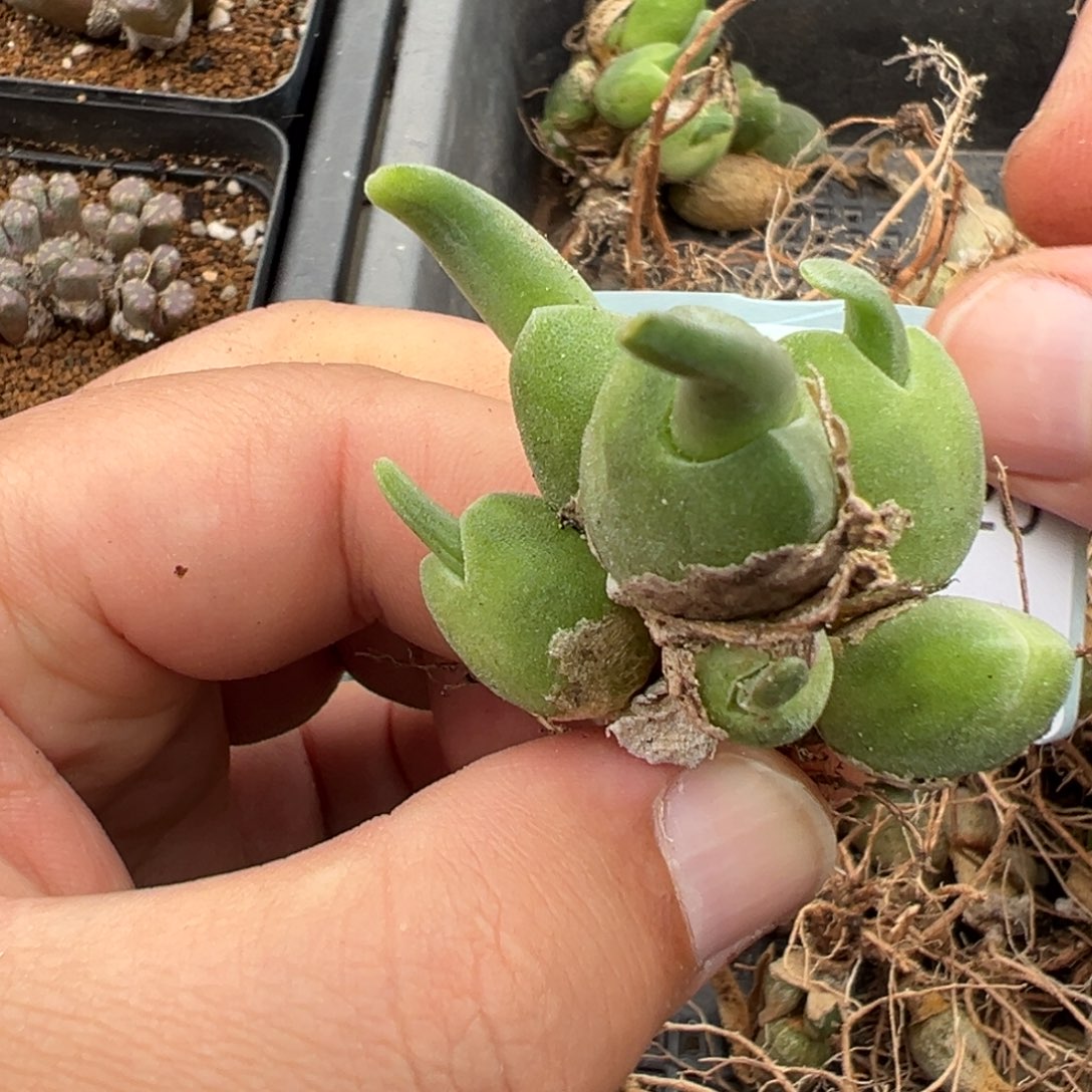 25-20肉锥多肉植物