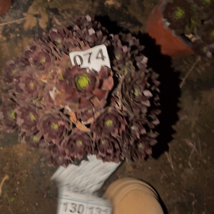 074红魔多肉植物不售后