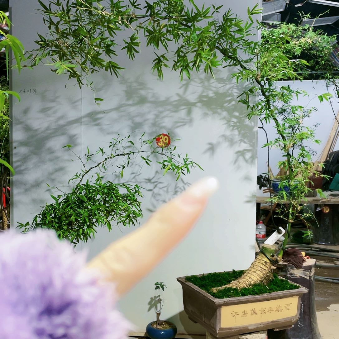 l*y小叶簕竹熟桩陶瓷盆一物一拍