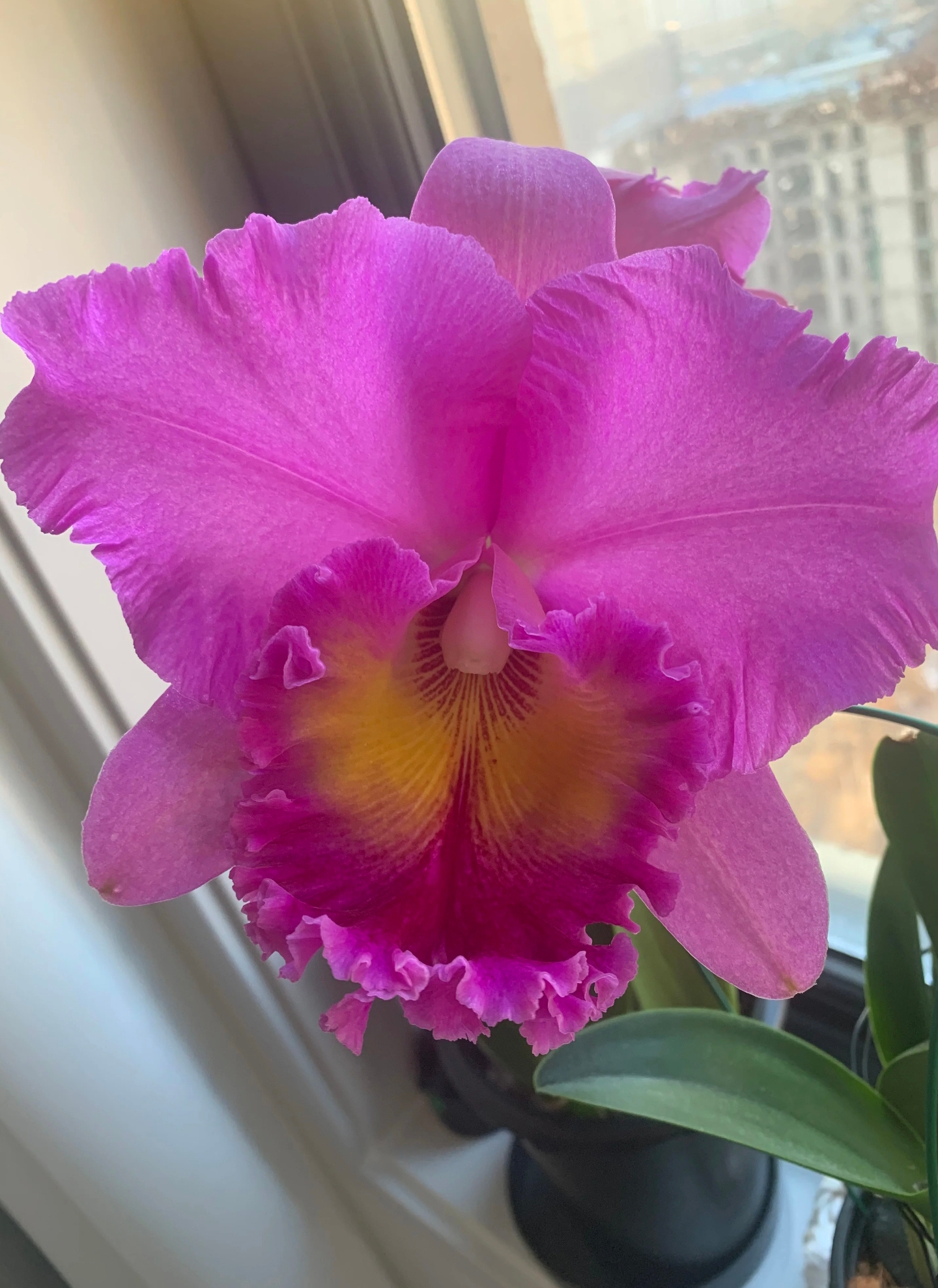 泰国卡特兰 拆苗链接 裸根发货 收到货请及时栽种