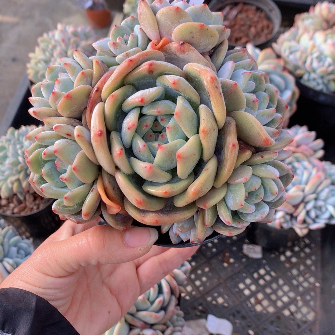 清*2260多头一个大帅哥！一在