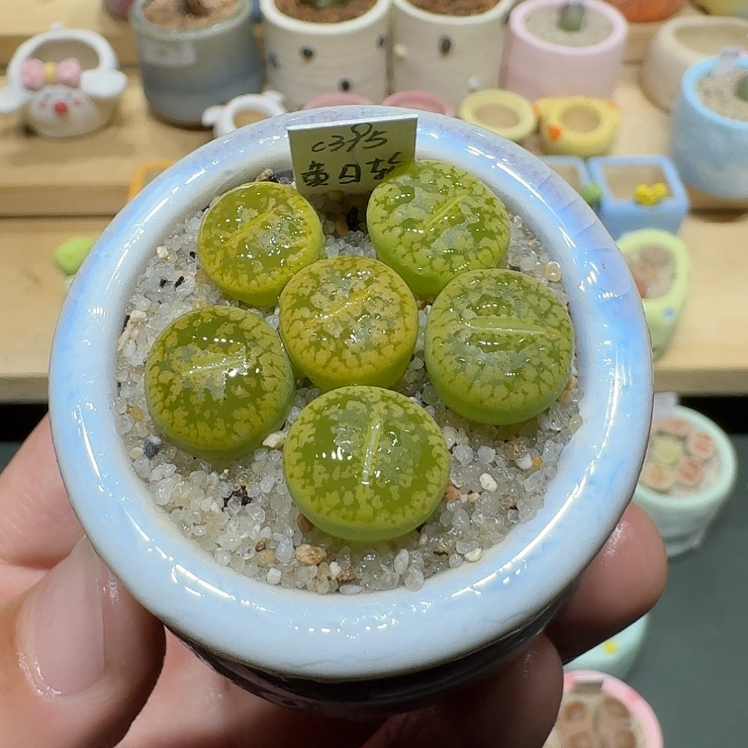红陶蘑菇660黄日轮