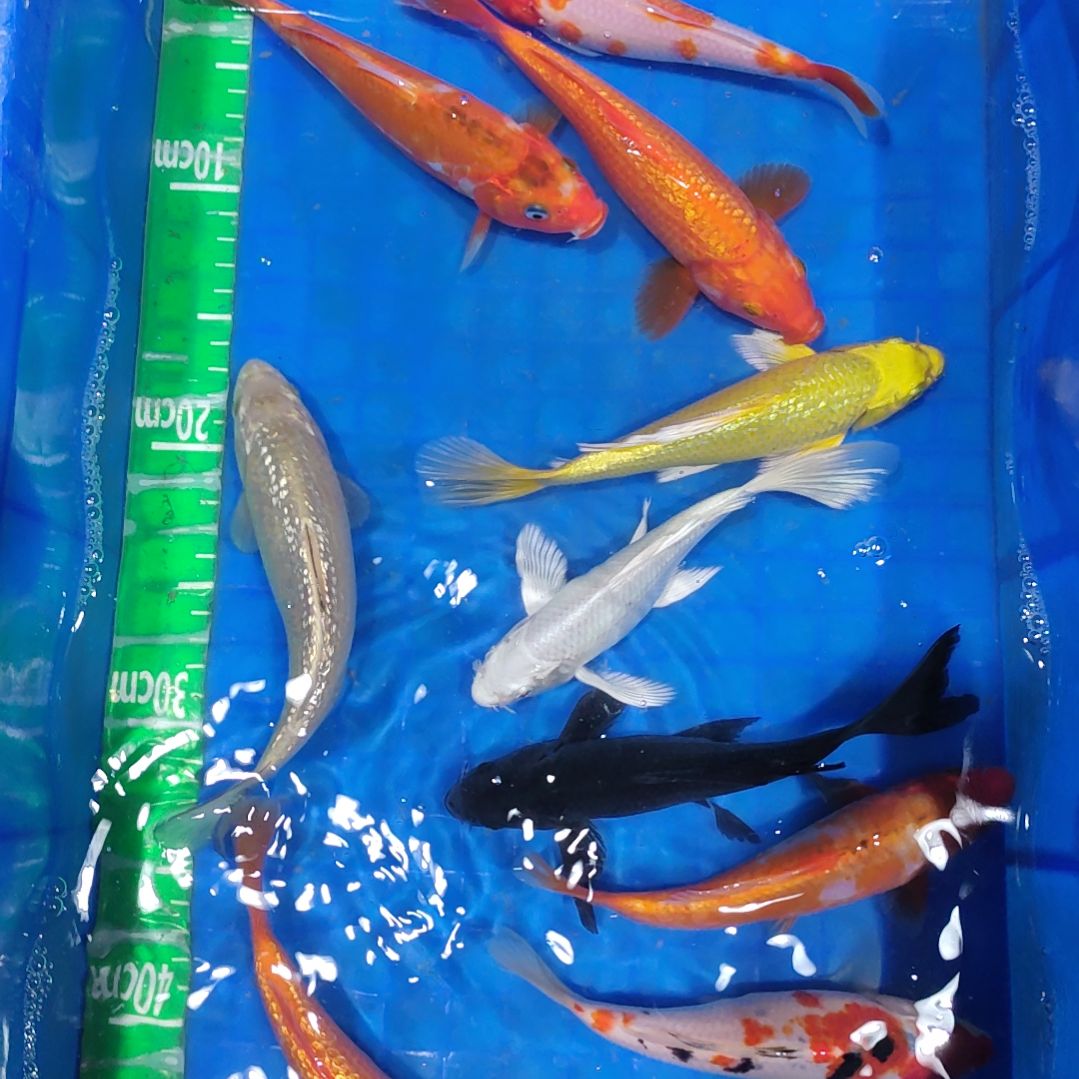 锦鲤渔场直销锦鲤大全11条