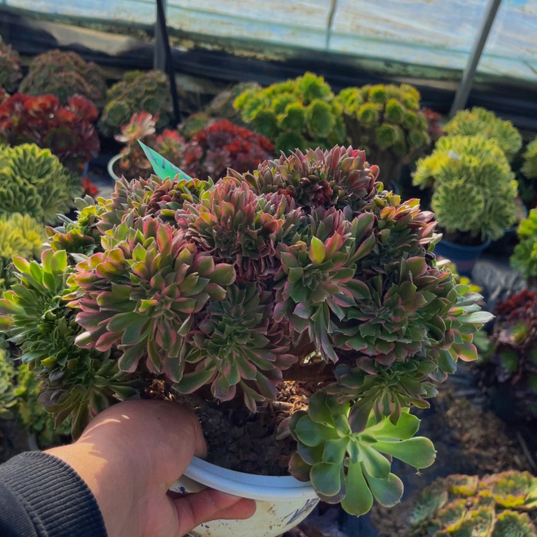 香妃法师缀化1-18