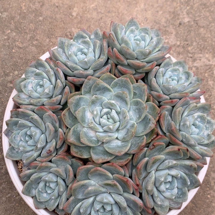 冰玉老桩自然群手捧10头