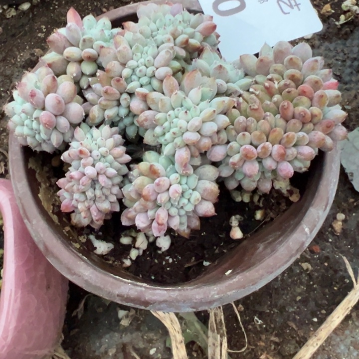 小篮衣多肉植物缀60