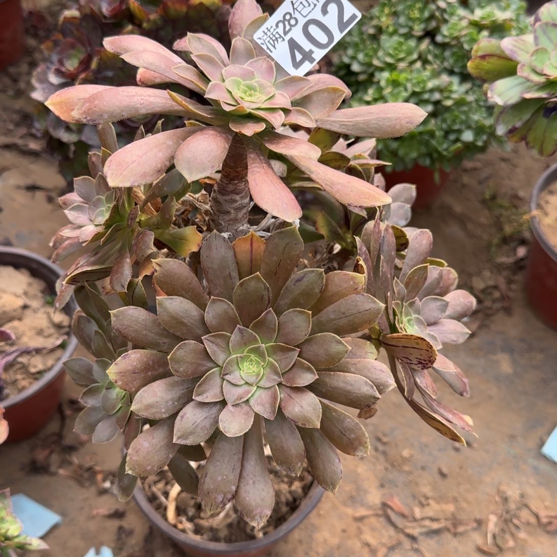 金缕多肉402满28包邮断枝不包