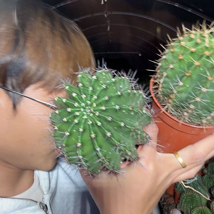 楠***飞大量花朵（建议范围：8朵-15朵 或40%以上）彩草