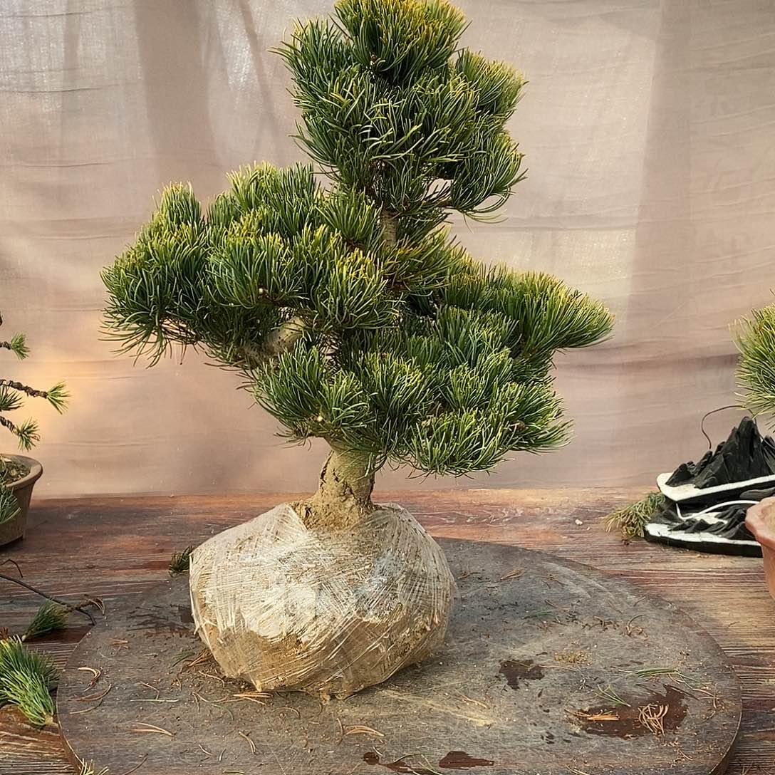 刘***来无花朵盆景11111111