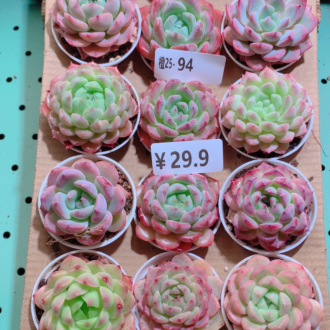 25-94一物一拍带盆18颗