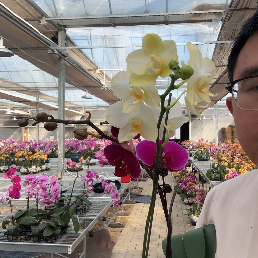 完全开放香山大树叉➕143