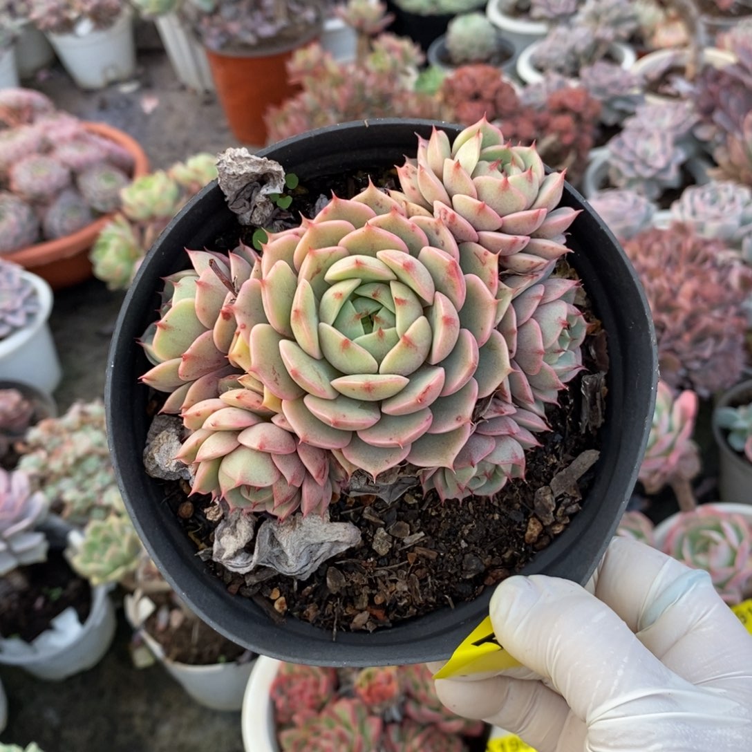 192笨吧蒂斯一物一拍