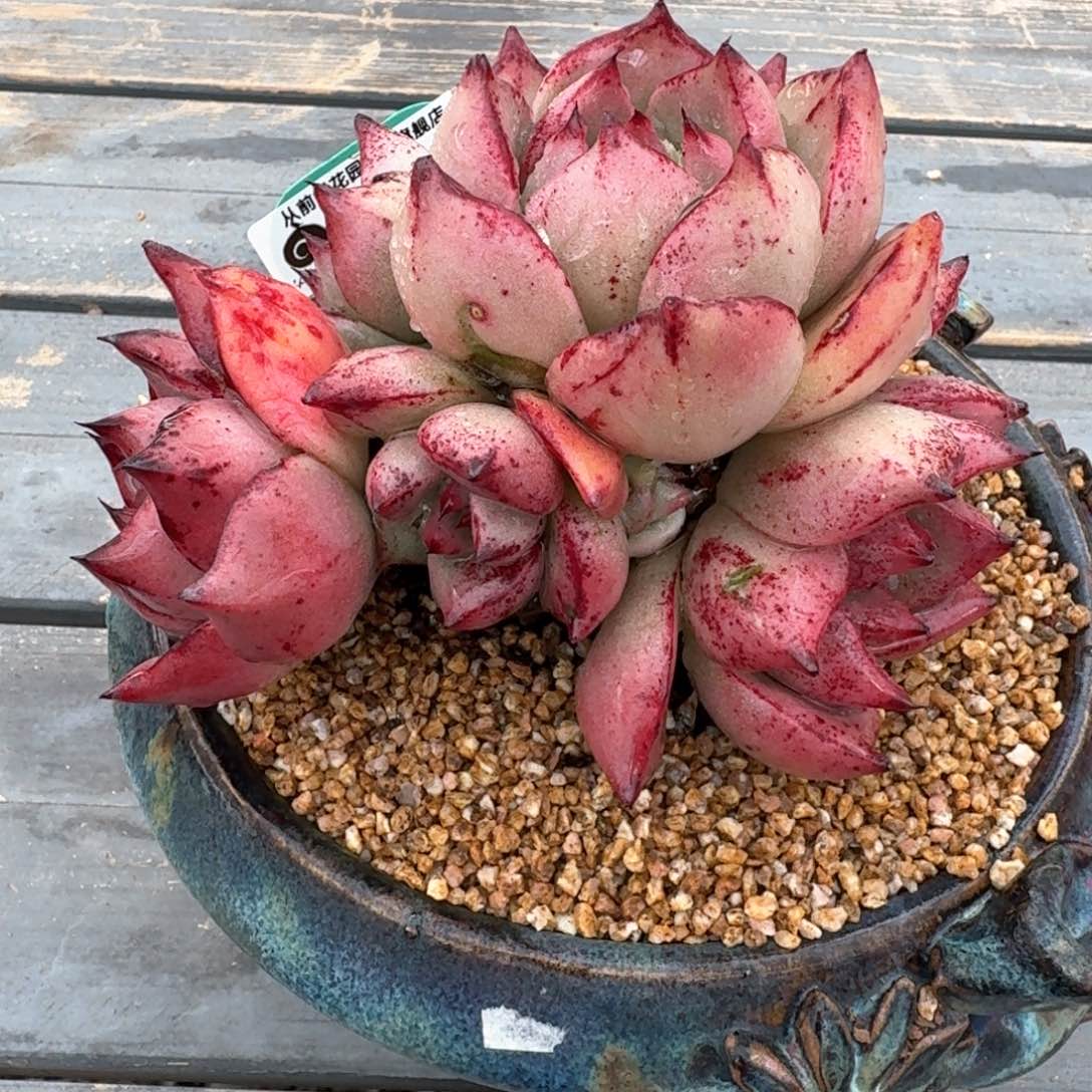 从前慢多肉精选编号0216.235