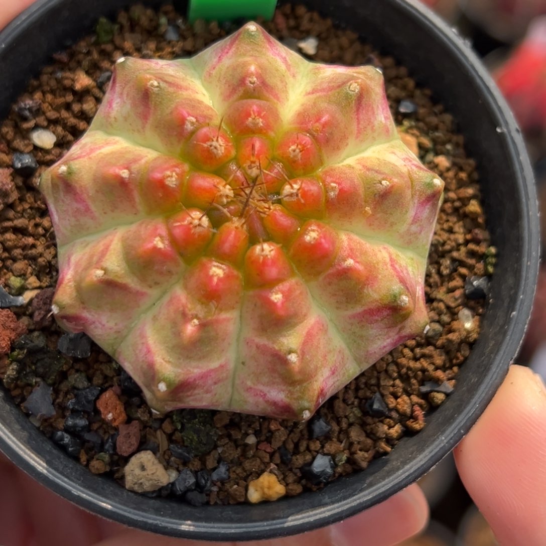 泰系实生轮回H93