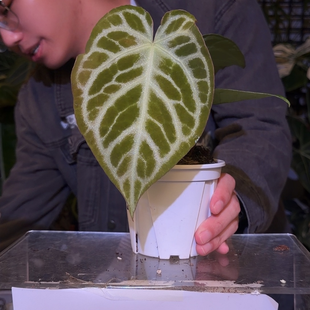 完全开放F592  哪吒杂狂想曲银