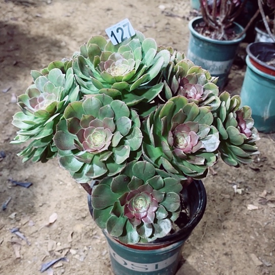 127万圣节老桩法师