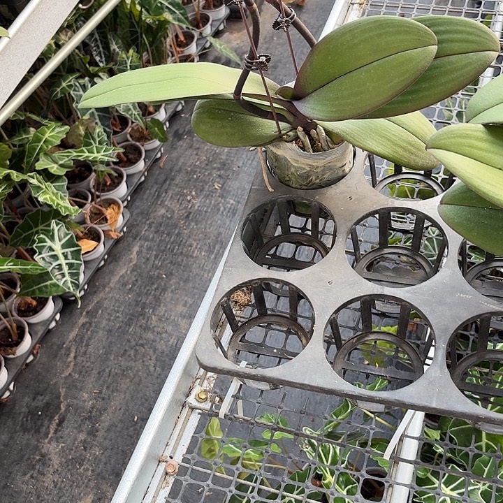 广***饰无花朵大辣椒1颗高品质