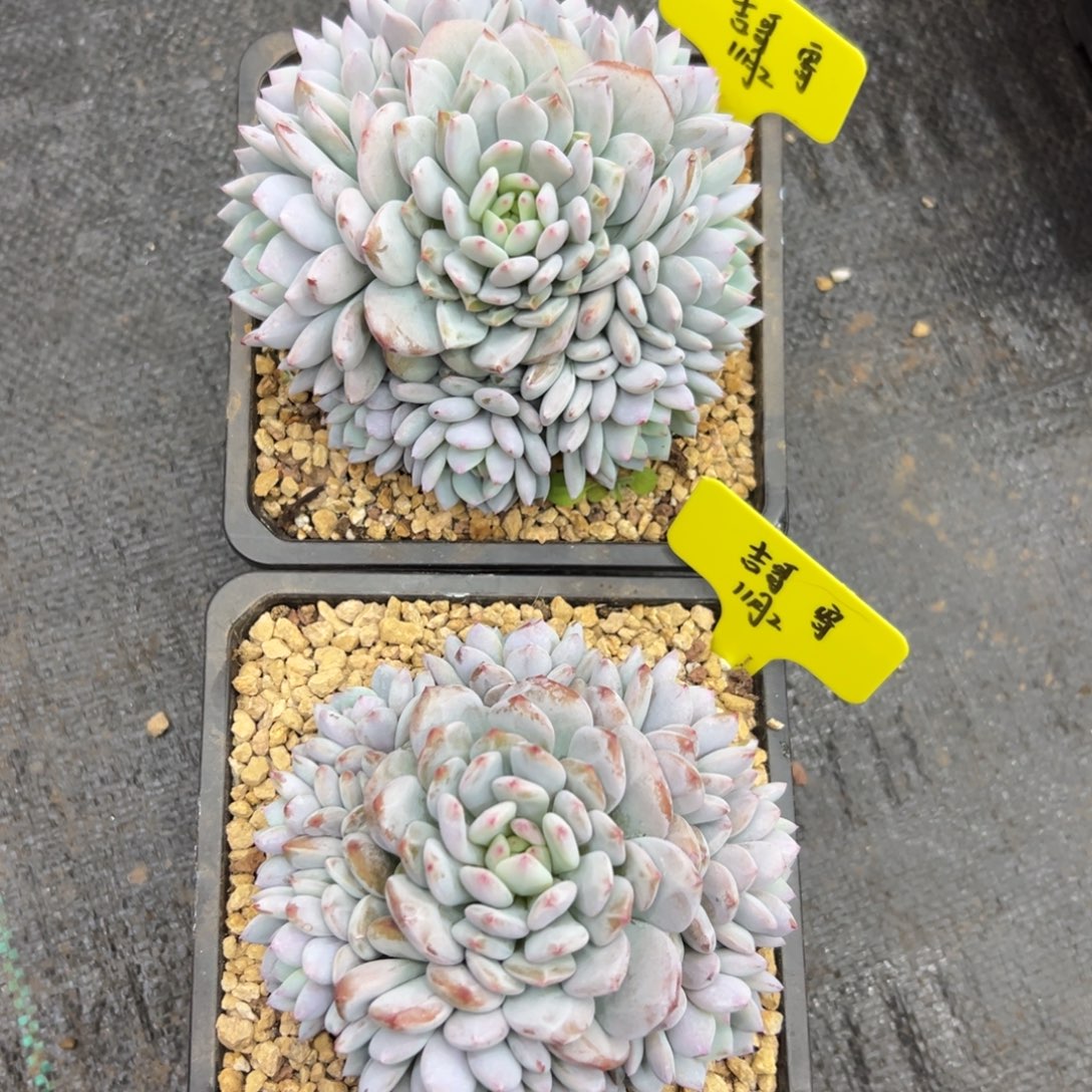 星星橙朵朵两颗，吉哥